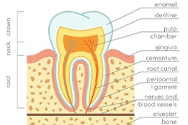 A diagram and explanation of a tooth’s anatomy